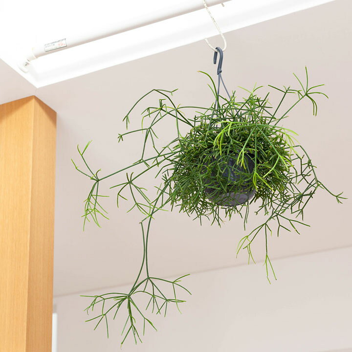 リプサリス ケレウスクラ 5号吊り鉢 観葉植物 園芸ネット 本店 通販 アクト商店リプサリス ハティオラ 5号吊り鉢多肉植物ハチオラ Abracce Com Br リプサリス ケレウスクラ 5号吊り鉢 観葉植物 園芸ネット 本店 通販 アクト商店リプサリス ハティオラ 5号吊り鉢多肉植物ハチオラ Abracce Com Br