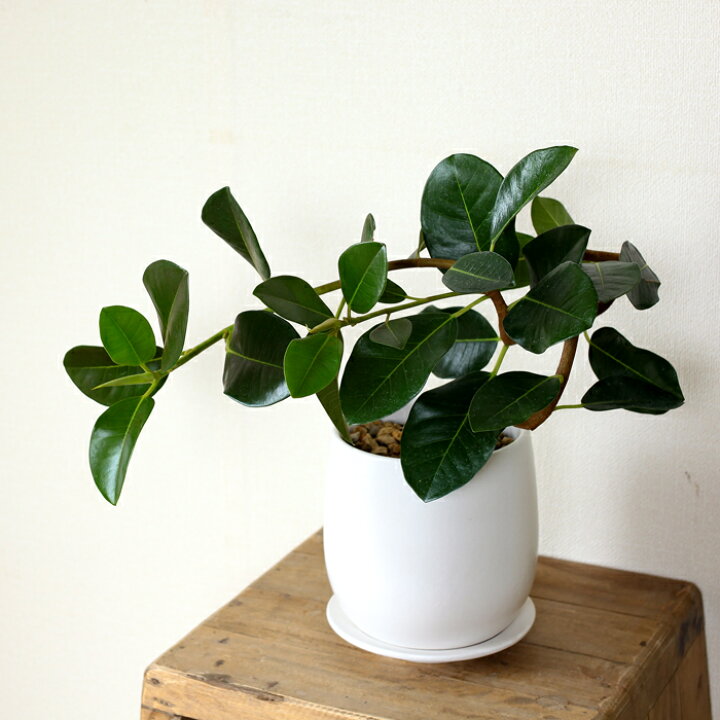 楽天市場 白マットの鉢に 濃い緑の葉が生える 幹が曲がったフランスゴムの木 ｅ 花屋さん