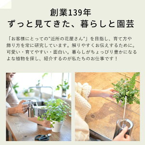 楽天市場 観葉植物 今月のおすすめ ヘデラ 雪ほたる 3号苗 １お届けは4 7 ｅ 花屋さん