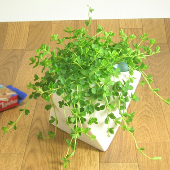 楽天市場 観葉植物ペペロミアイザベルちゃん ｅ 花屋さん