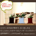 【送料無料】観葉植物 ホヤ・カルノーサ