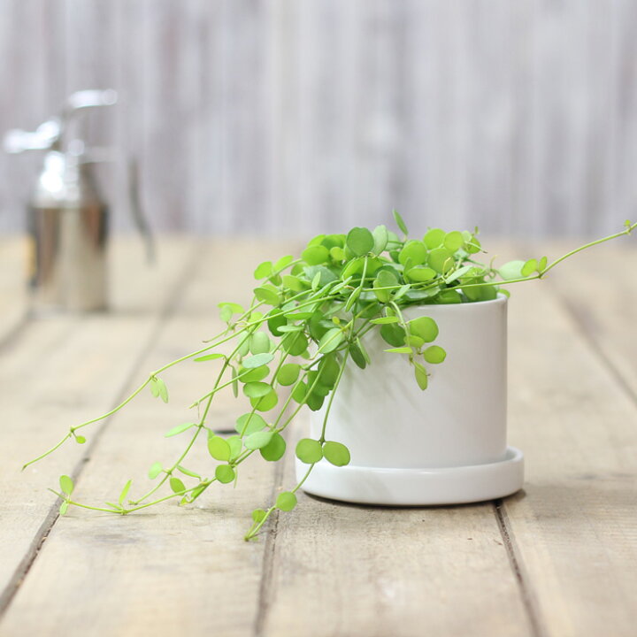 楽天市場】ライトGREENの葉が可愛い、大・大人気の観葉植物  