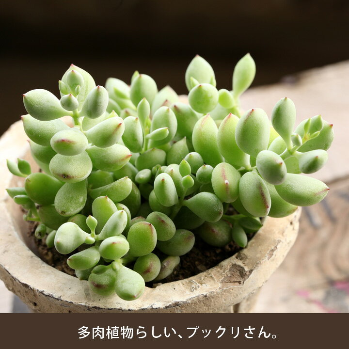 楽天市場】品質がいい苗です。多肉植物コチレドン・ペンデンス : e 
