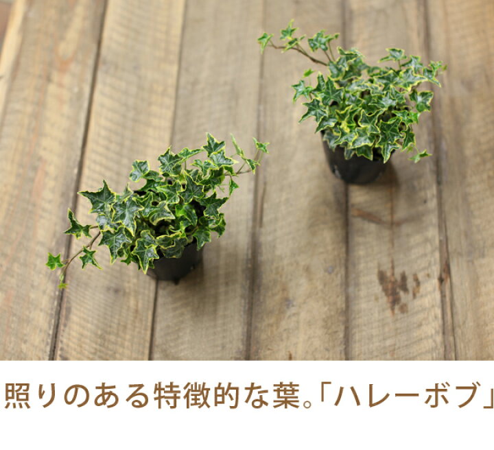 楽天市場】好評につき、期間延長♪【ポイント2倍】アイビー、e-花屋さんセレクションヘデラ・へリックス 3号ポット苗×1 : e-花屋さん 楽天市場】好評につき、期間延長♪【ポイント2倍】アイビー、e-花屋さんセレクションヘデラ・へリックス 3号ポット苗×1 : e-花屋さん