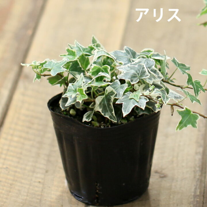 楽天市場】好評につき、期間延長♪【ポイント2倍】アイビー、e-花屋さんセレクションヘデラ・へリックス 3号ポット苗×1 : e-花屋さん 楽天市場】好評につき、期間延長♪【ポイント2倍】アイビー、e-花屋さんセレクションヘデラ・へリックス 3号ポット苗×1 : e-花屋さん