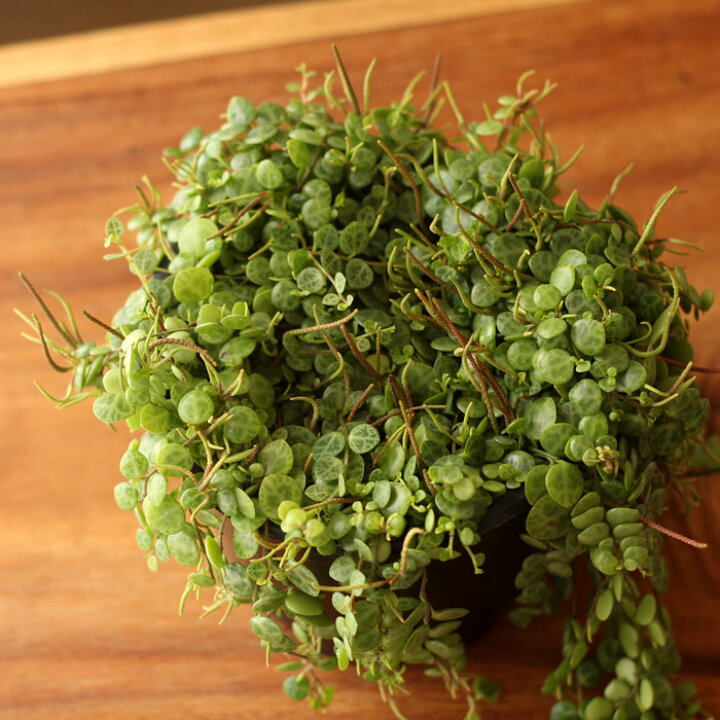 1290円 一番の おしゃれ 観葉植物 ペペロミア プロストラータ タートル 吊り鉢 1290円 一番の おしゃれ 観葉植物 ペペロミア プロストラータ タートル 吊り鉢