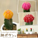 ●お届けは9/20〜植物なのに、とってもカラフル☆★丈夫で、管理も簡単!小さいから、ちょっとした場所にも飾れる!トン、トンとアクセントに置いてみませんか?緋(ヒ...