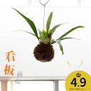 【送料無料!おしゃれ観葉植物】コウモリランの苔玉″ヴィーチー″