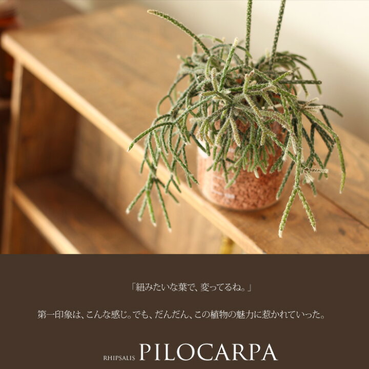 楽天市場 大好き 森林サボテン 丈夫で 草姿が魅惑的で きっと きっと好きになる 半日陰でも育つ多肉植物 リプサリス吊り鉢type 1 ピロカルパ カシュータ ｅ 花屋さん