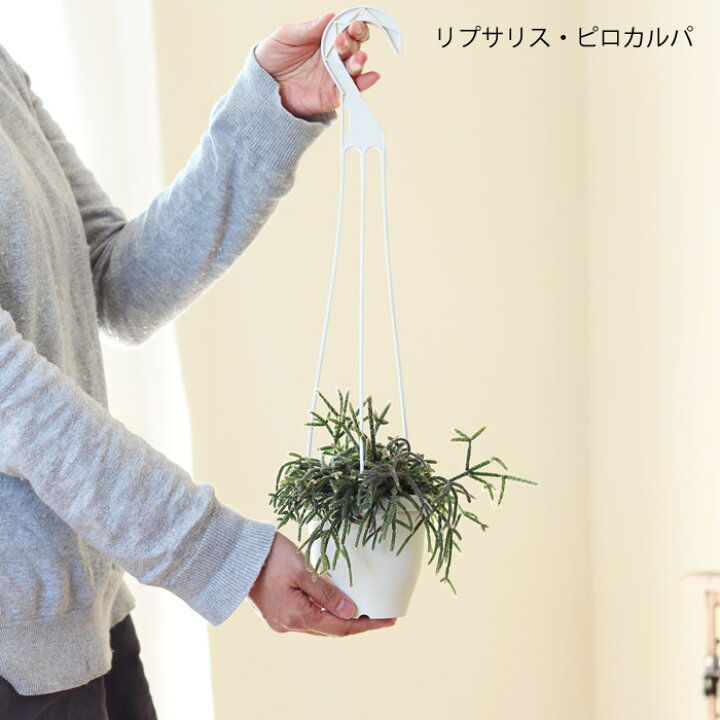 楽天市場 大好き 森林サボテン 丈夫で 草姿が魅惑的で きっと きっと好きになる 半日陰でも育つ多肉植物 リプサリス吊り鉢type 1 ピロカルパ カシュータ ｅ 花屋さん