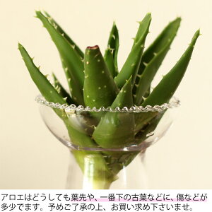 楽天市場 土を使わないstyleインテリア性が高いアロエ 不夜城 を水耕栽培で もっとお洒落に 花瓶と多肉植物とのsetです ｅ 花屋さん