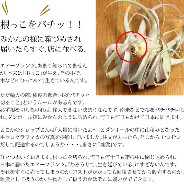 楽天市場 送料無料 お尻を見て下さい 発根 しているんです インテリア としてでなく 植物 として 育ててほしい エアープランツ の王様 キセログラフィカ 丈夫な発根仕立て 吊るすとカッコイイです 観葉植物 吊り下げ ｅ 花屋さん