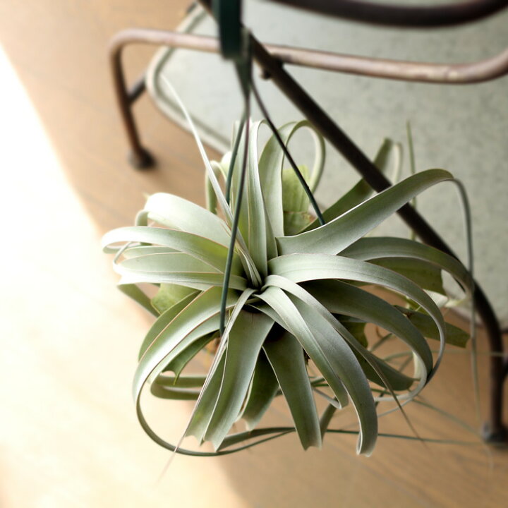 楽天市場 送料無料 お尻を見て下さい 発根 しているんです インテリア としてでなく 植物 として 育ててほしい エアープランツ の王様 キセログラフィカ 丈夫な発根仕立て 吊るすとカッコイイです 観葉植物 吊り下げ ｅ 花屋さん