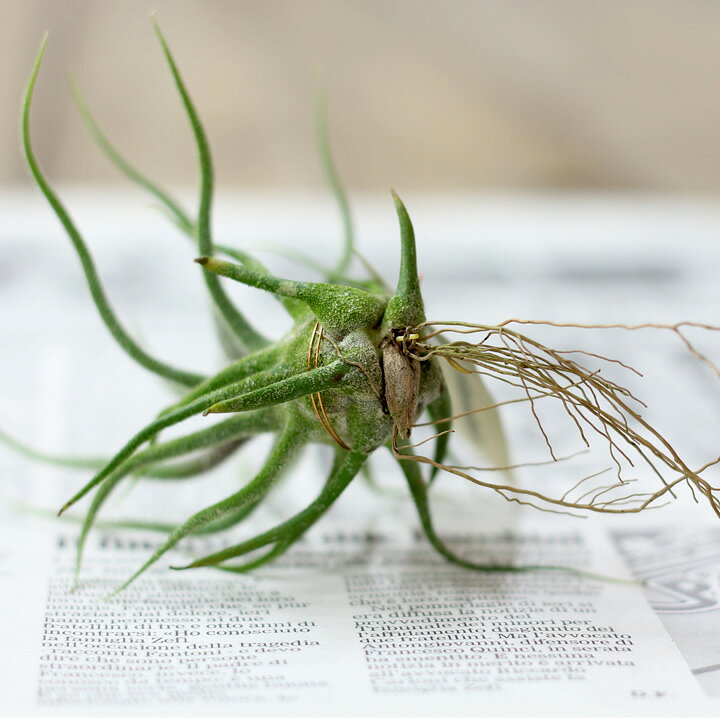 楽天市場 観葉植物 エアープランツ 発根type 初心者さんも始めやすいミニタイプ 育てやすい品種のイオナンタ フンキアナ フエゴ プチギフトとしても人気のチランジア ｅ 花屋さん