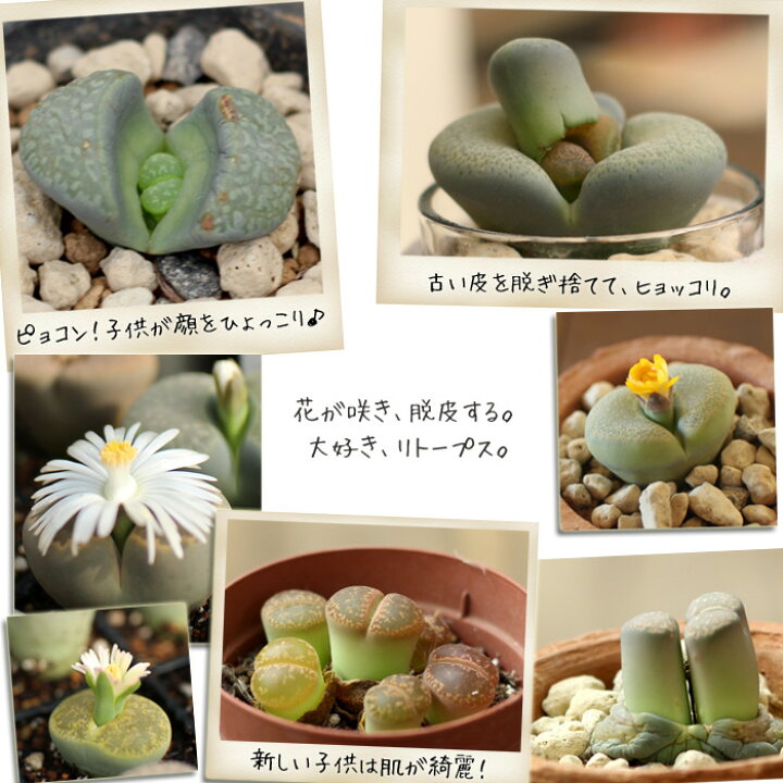 楽天市場 リトープスを アンティーク風のテラコッタに植えて ｅ 花屋さん