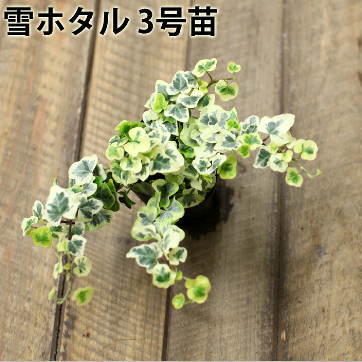 楽天市場 観葉植物 今月のおすすめ ヘデラ 雪ほたる 3号苗 １ ｅ 花屋さん