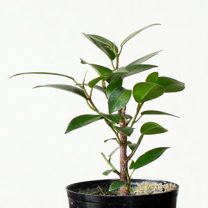 楽天市場 めずらしい 実生 のガジュマル2 5号苗 １つ お好みの鉢に植え替えてお楽しみください 今月の植物 ｅ 花屋さん
