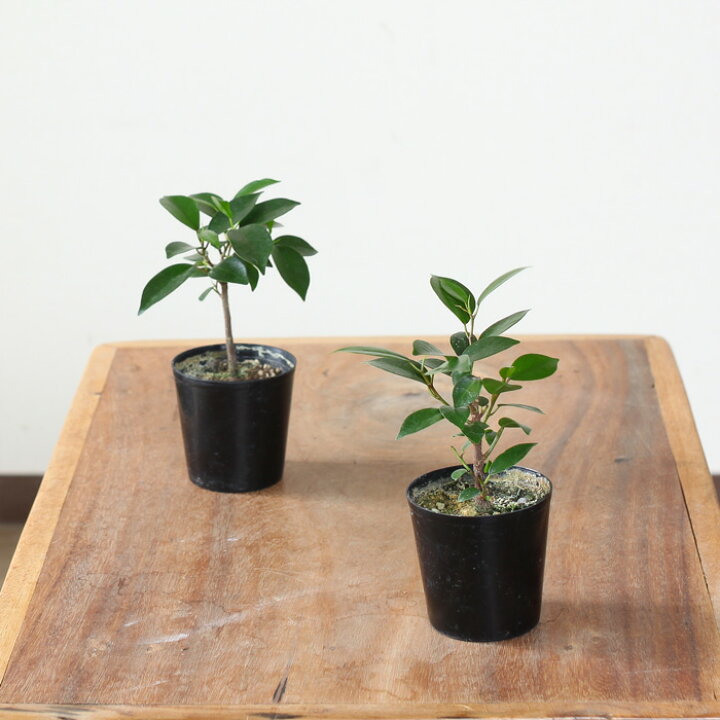 楽天市場 めずらしい 実生 のガジュマル2 5号苗 1つ お好みの鉢に植え替えてお楽しみください 今月の植物 e 花屋さん 楽天市場 めずらしい 実生 のガジュマル2 5号苗 1つ お好みの鉢に植え替えてお楽しみください 今月の植物 e 花屋さん