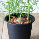 3年、5年と付き合いたくなる多肉植物蒼角殿(ソウカクデン) 【ボウィエア・ボルビリス】