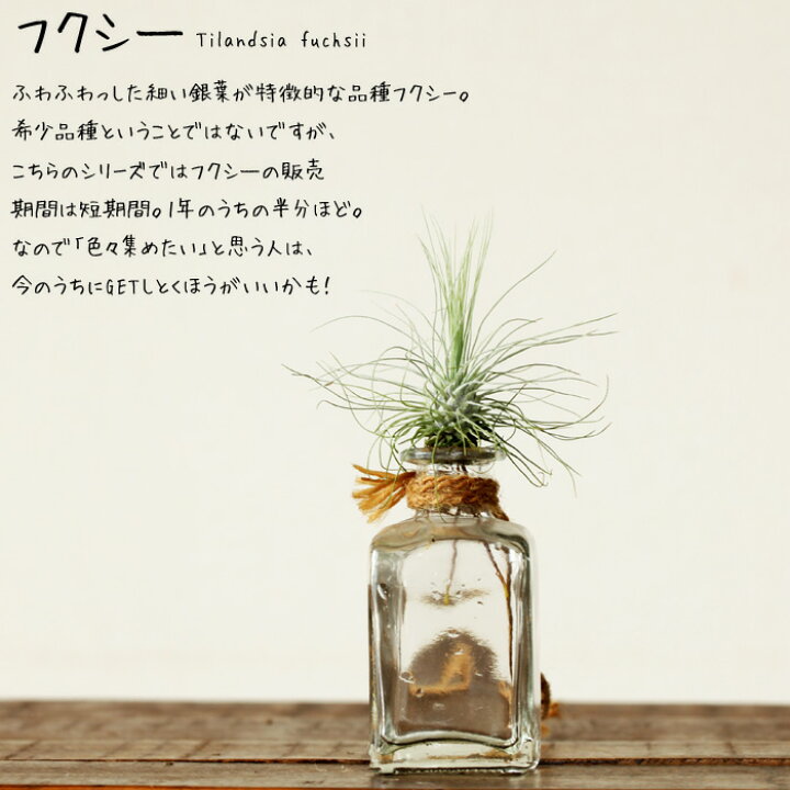 楽天市場 観葉植物 エアープランツ 発根type 初心者さんも始めやすいミニタイプ 育てやすい品種のイオナンタ フンキアナ フエゴ プチギフトとしても人気のチランジア ｅ 花屋さん