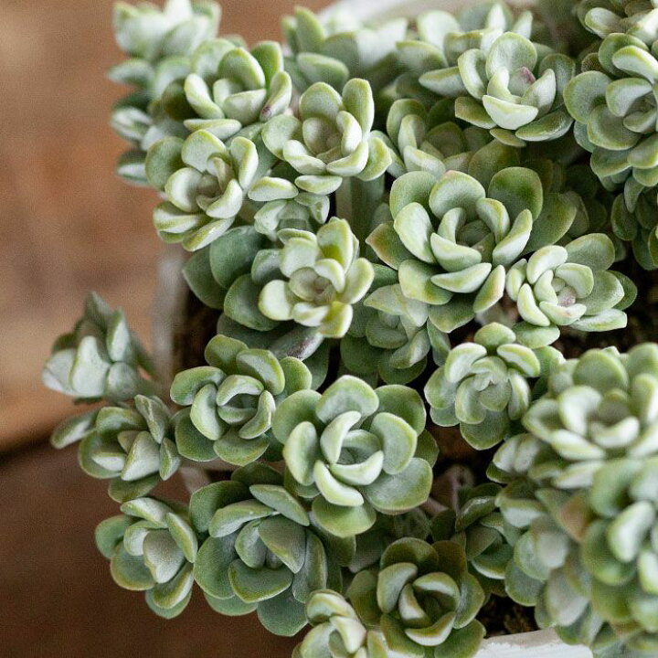 楽天市場 白雪ミセバヤ シラユキミセバヤ e 花屋さん 楽天市場 白雪ミセバヤ シラユキミセバヤ e 花屋さん