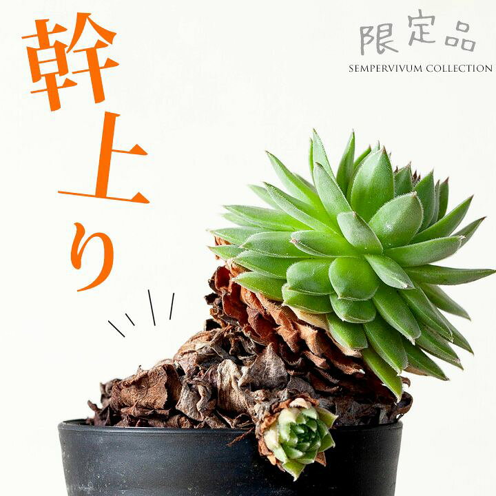 楽天市場】センペルビウム「幹上がり」個性たっぷり限定品！(今月の 