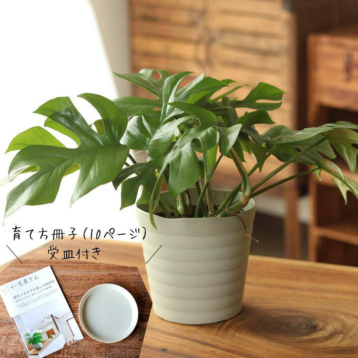 楽天市場 観葉植物 今月のおすすめ 杉山さんの姫モンステラ10ページからなる育て方ガイド 受皿付き ｅ 花屋さん