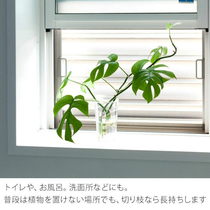楽天市場 観葉植物 今月のおすすめ 姫モンステラ10ページからなる育て方ガイド 受皿付き e 花屋さん 楽天市場 観葉植物 今月のおすすめ 姫モンステラ10ページからなる育て方ガイド 受皿付き e 花屋さん