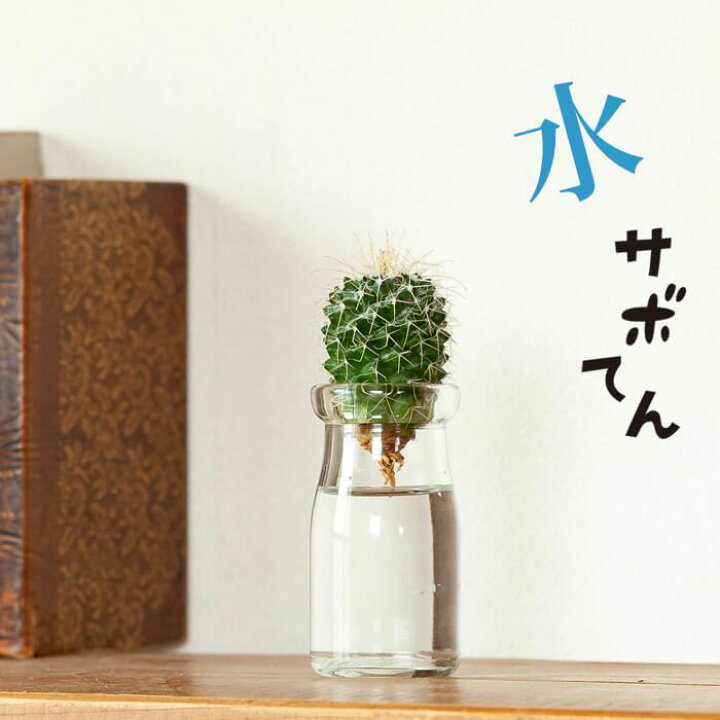 楽天市場 小さな瓶で サボテンの水耕栽培 サボテンの品種はお任せ e 花屋さん 楽天市場 小さな瓶で サボテンの水耕栽培 サボテンの品種はお任せ e 花屋さん