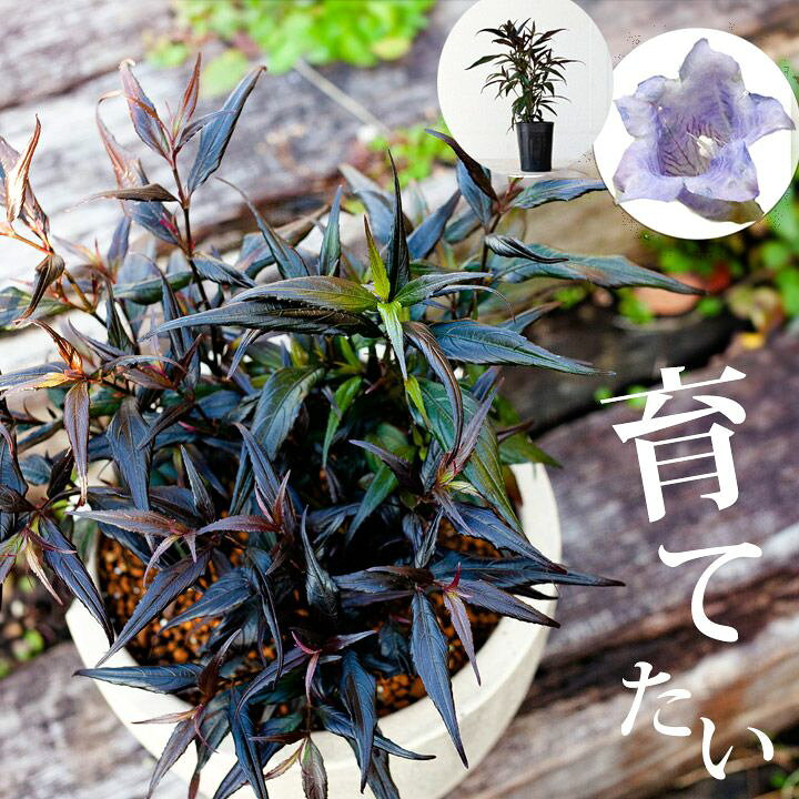 楽天市場 育てて楽しい ストロビランテス ブルネッティー 今月の植物 ｅ 花屋さん