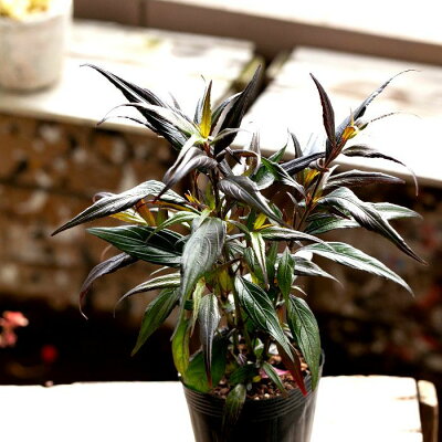 楽天市場 育てて楽しい ストロビランテス ブルネッティー 今月の植物 e 花屋さん 楽天市場 育てて楽しい ストロビランテス ブルネッティー 今月の植物 e 花屋さん
