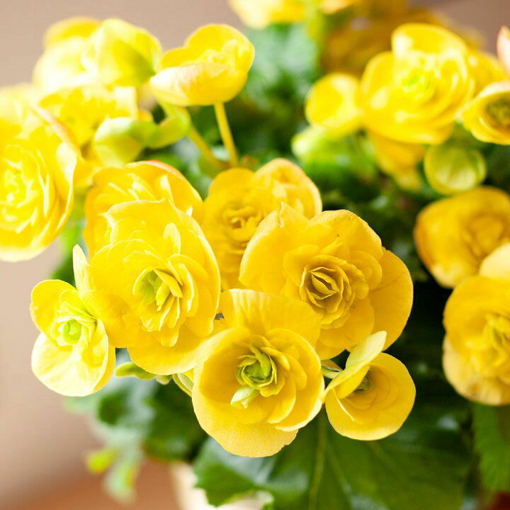 楽天市場 須藤さんのエラチオールベゴニア コスモノア 今月の植物 ｅ 花屋さん