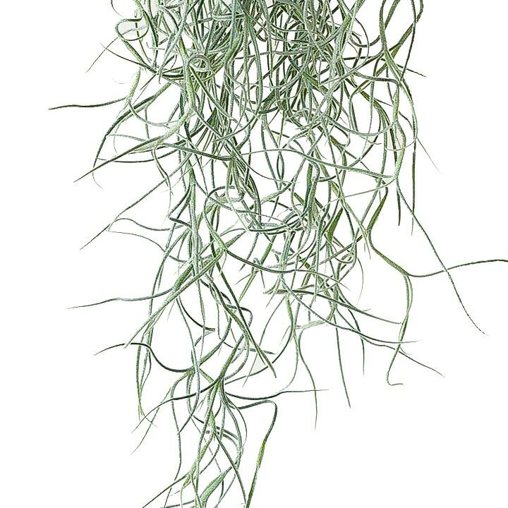 楽天市場】チランジア・ウスネオイデス(スパニッシュモス)観葉植物 エアープランツ 吊るす植物 インテリア : e-花屋さん