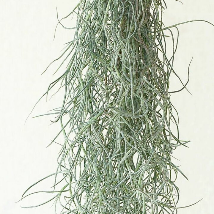 楽天市場】チランジア・ウスネオイデス(スパニッシュモス)観葉植物 エアープランツ 吊るす植物 インテリア : e-花屋さん