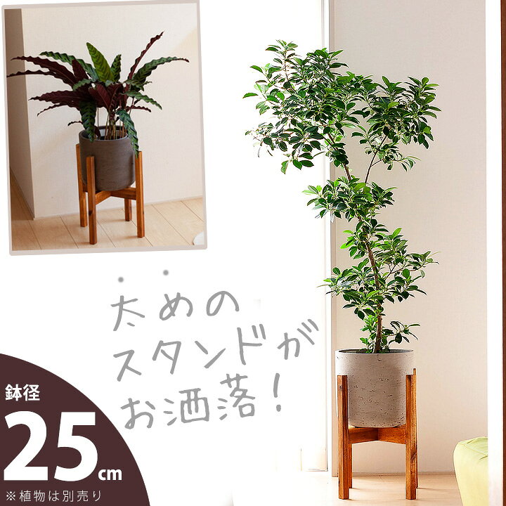 楽天市場 太め の木製スタンドで カッコ良さup ファイバーセメントpot 6 7号サイズの植物向け Fs25 植木鉢 大型 室内 おしゃれ 同梱不可 ｅ 花屋さん
