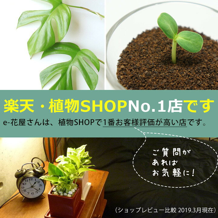 楽天市場 ハンギングpotカバー大 ｃｍ ｅ 花屋さん