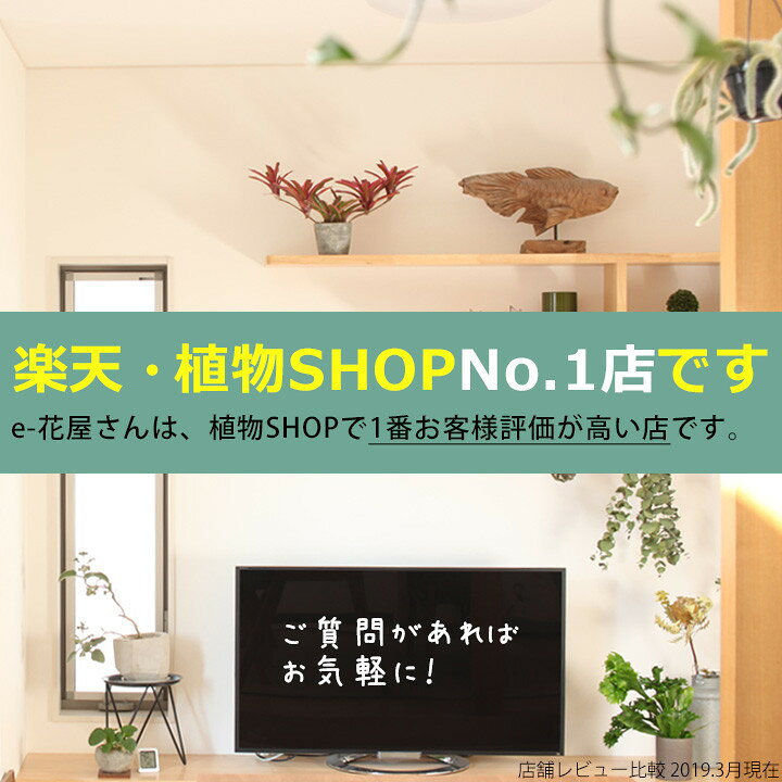 楽天市場 ハンギングpotカバー大 ｃｍ ｅ 花屋さん