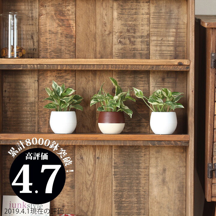 楽天市場 観葉植物 ポトスエンジョイ ミニballデスクや棚におすすめ小型サイズ 陰に強いから室内の色んな場所に おしゃれ鉢 色も選べる 小さいサイズ フェイクみたいなかわいいグリーン 玄関 トイレ お風呂 誕生日プレゼント 斑入り 初心者向け e 花屋さん 楽天市場 観葉植物 ポトスエンジョイ ミニballデスクや棚におすすめ小型サイズ 陰に強いから室内の色んな場所に おしゃれ鉢 色も選べる 小さいサイズ フェイクみたいなかわいいグリーン 玄関 トイレ お風呂 誕生日プレゼント 斑入り 初心者向け e 花屋さん