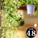 【送料無料】コウモリラン・ネザーランドの苔玉(ビカクシダ）(今月の植物）