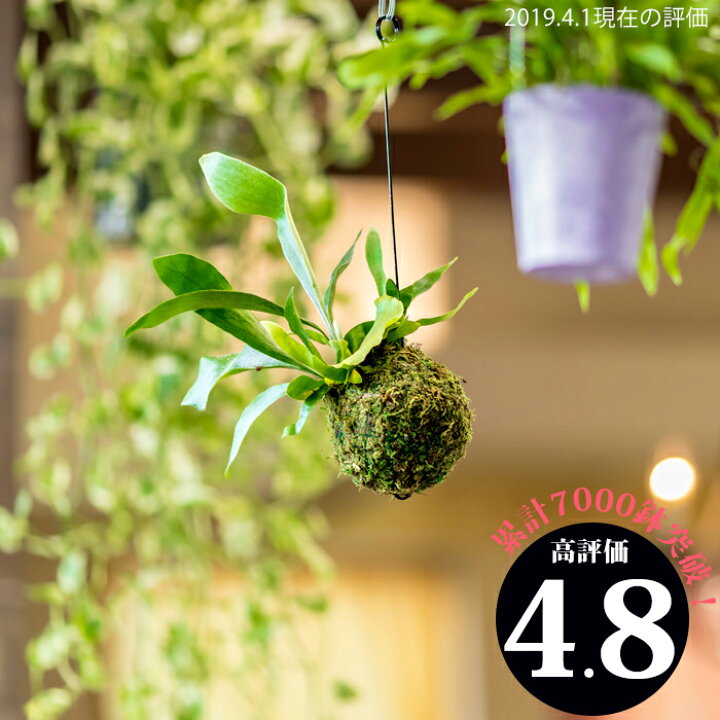 楽天市場 観葉植物 コウモリランの苔玉 ビカクシダ 吊り下げ ハンギング 植物 フェイクよりおしゃれ インテリア 初心者 ギフト開店祝いにもおすすめ 品種は ネザーランド 耐陰性 耐寒性あり 鹿角シダ 室内向け ｅ 花屋さん