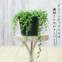 ●人気商品、今年はこれが最終入荷!(5/22〜のお届け)「大盛りサイズ」は、今だけ!名人磯部さんのグリーンネックレスボリュームの3.5号苗