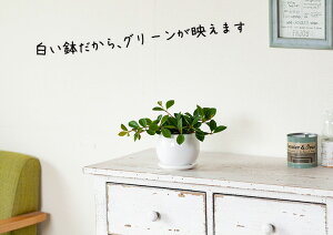 ●超人気商品、予約開始!【e-花屋さん7周年特別企画⇒送料無料!】丈夫で育てやすい、新しいペペロミア!茶色のツルに胸がキュンとする「フォレット」丸い陶器鉢仕立て【観葉植物】