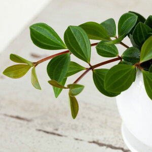 【送料無料】育てやすくて可愛い観葉植物ペペロミア・フォレット室内にオススメ!