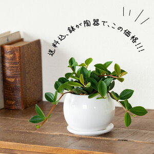 ●超人気商品、予約開始!【e-花屋さん7周年特別企画⇒送料無料!】丈夫で育てやすい、新しいペペロミア!茶色のツルに胸がキュンとする「フォレット」丸い陶器鉢仕立て【観葉植物】