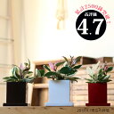 ●完売御礼!お届けは5/31〜【送料無料】観葉植物 『ホヤ・カルノーサ』