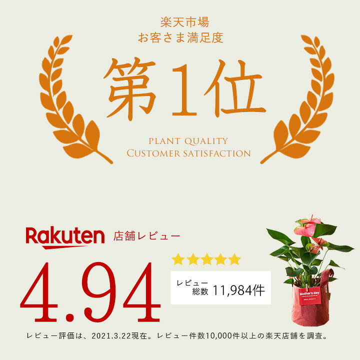 楽天市場 スパニッシュモス エアープランツ ウスネオイデス ｅ 花屋さん