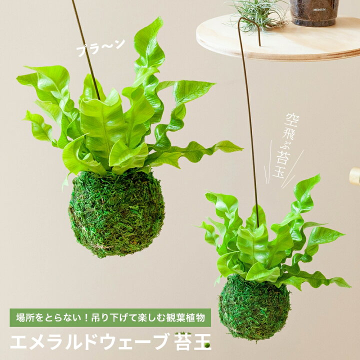 楽天市場 吊り下げ観葉植物 エメラルドウェーブ苔玉 吊るすインテリアグリーン ぶら下げ コケ玉 アスプレニウム タニワタリ シダ植物 常緑 育てやすい 小さめ 場所をとらない おしゃれ お祝い ギフト ｅ 花屋さん