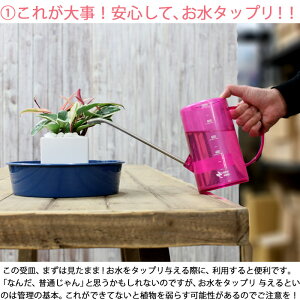 楽天市場 実はこれ あると非常に便利です 道具が揃うと 植物も長持ちです お水の時や 植物 を移動する際 あると何かと便利 撥水性がよい 受け皿2枚セット e 花屋さん 楽天市場 実はこれ あると非常に便利です 道具が揃うと 植物も長持ちです お水の時や 植物 を移動する際 あると何かと便利 撥水性がよい 受け皿2枚セット e 花屋さん