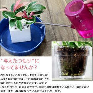 楽天市場 実はこれ あると非常に便利です 道具が揃うと 植物も長持ちです お水の時や 植物を移動する際 あると何かと便利 撥水性がよい 受け皿 2枚セット e 花屋さん 楽天市場 実はこれ あると非常に便利です 道具が揃うと 植物も長持ちです お水の時や 植物を移動する際 あると何かと便利 撥水性がよい 受け皿 2枚セット e 花屋さん