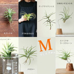 楽天市場 観葉植物 高さ 植物 70cm イベント 祝日 クリスマス 人気ランキング641位 売れ筋商品